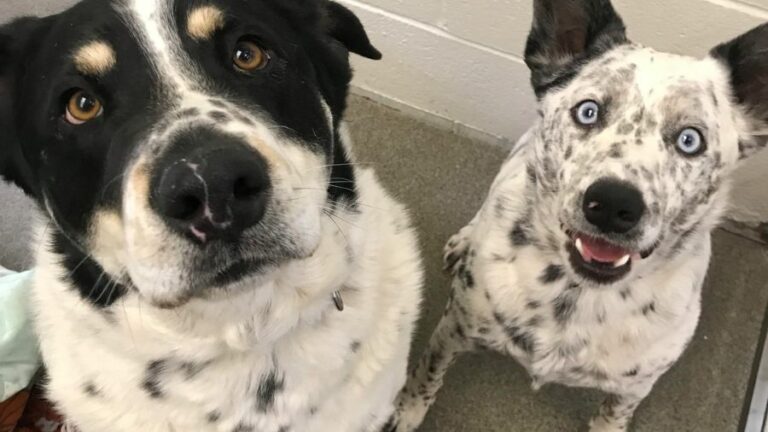 two-dogs-looking-up-at-camera-This Shelter’s Bonded Pairs Program Has Gotten 218 Pairs of Pets Into Loving Homes