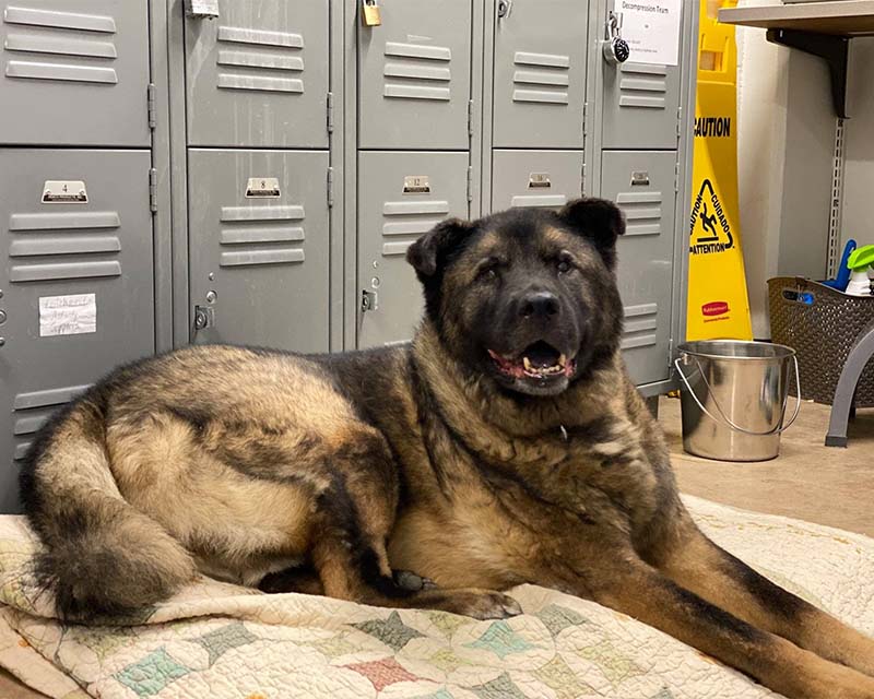 Ziggy sitting in front of lockers.